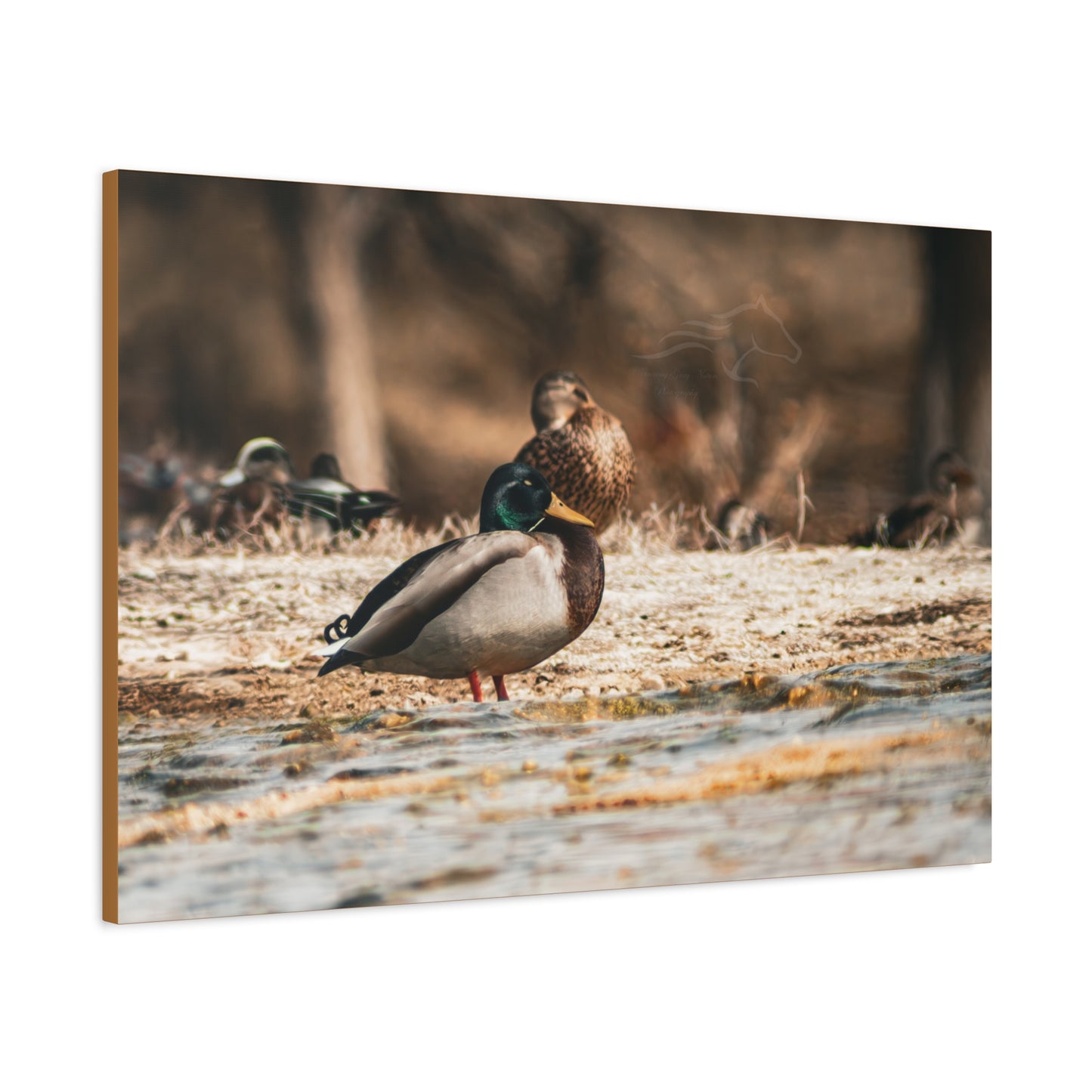 Nature-Inspired Duck Canvas