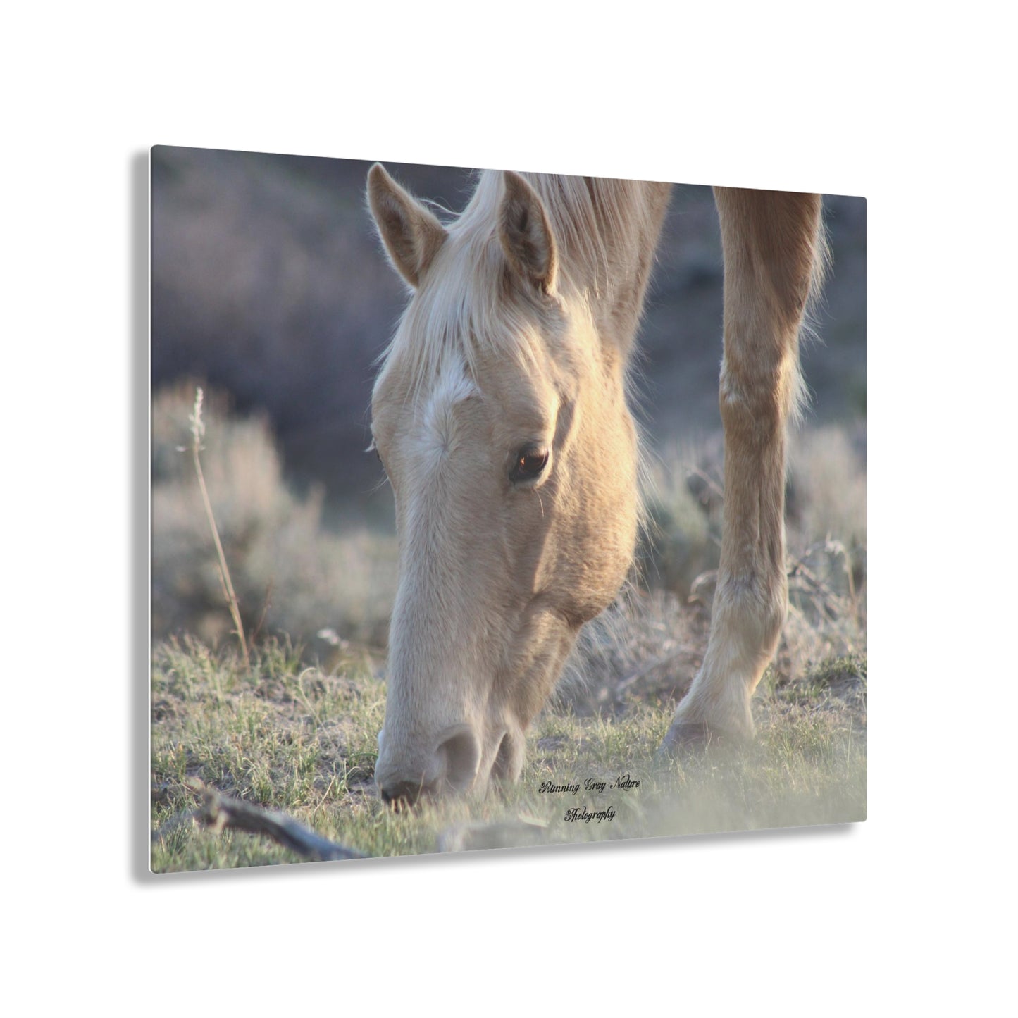 Beautiful Blonde Acrylic Prints