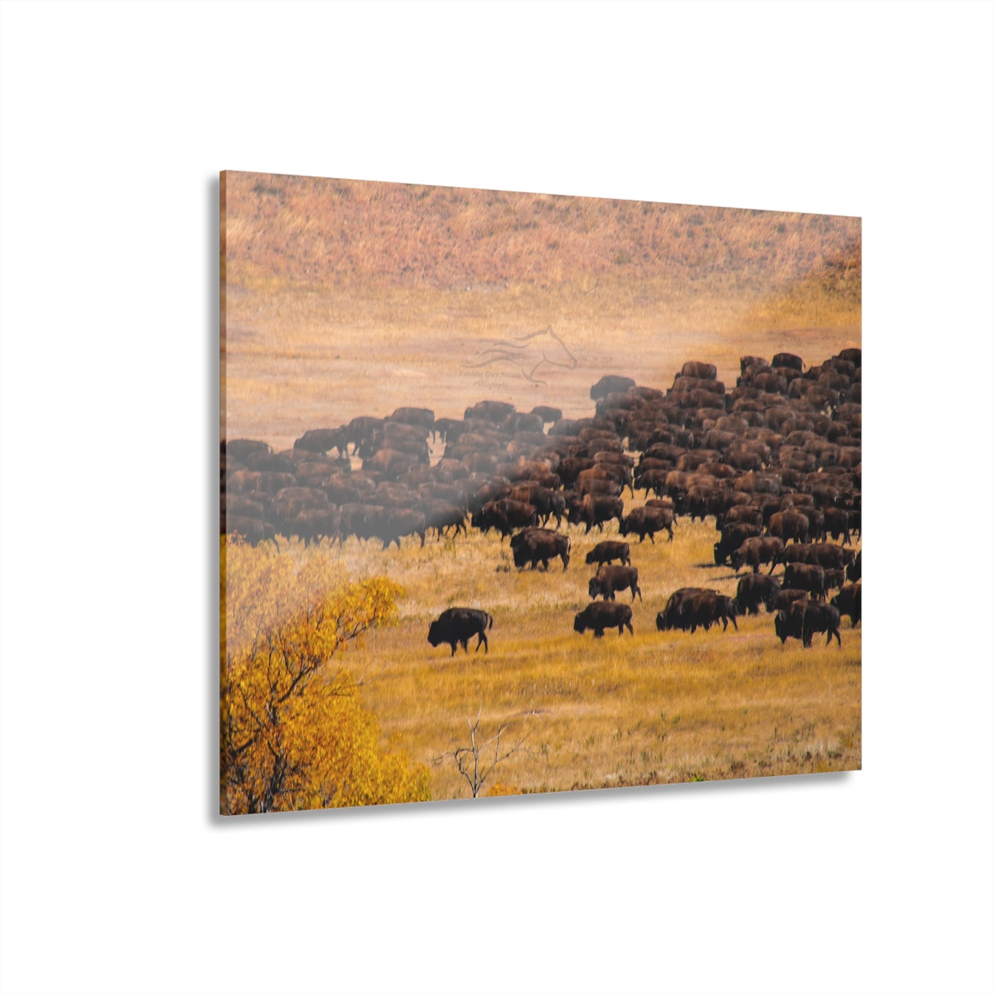 Buffalo all Gathered Acrylic