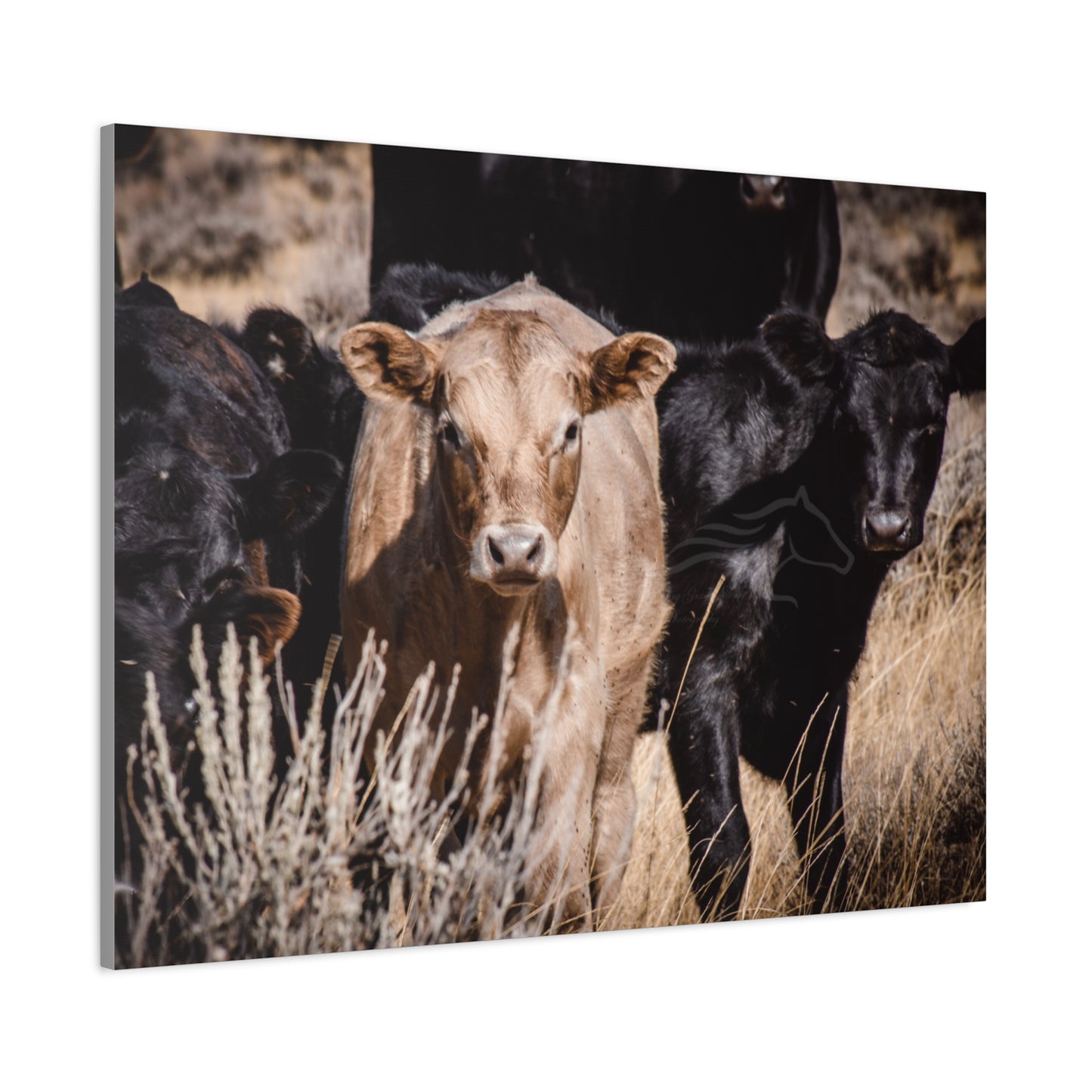 Baby Blonde Calf