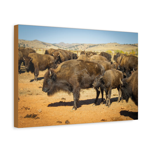 Momma and Baby Buffalo Canvas