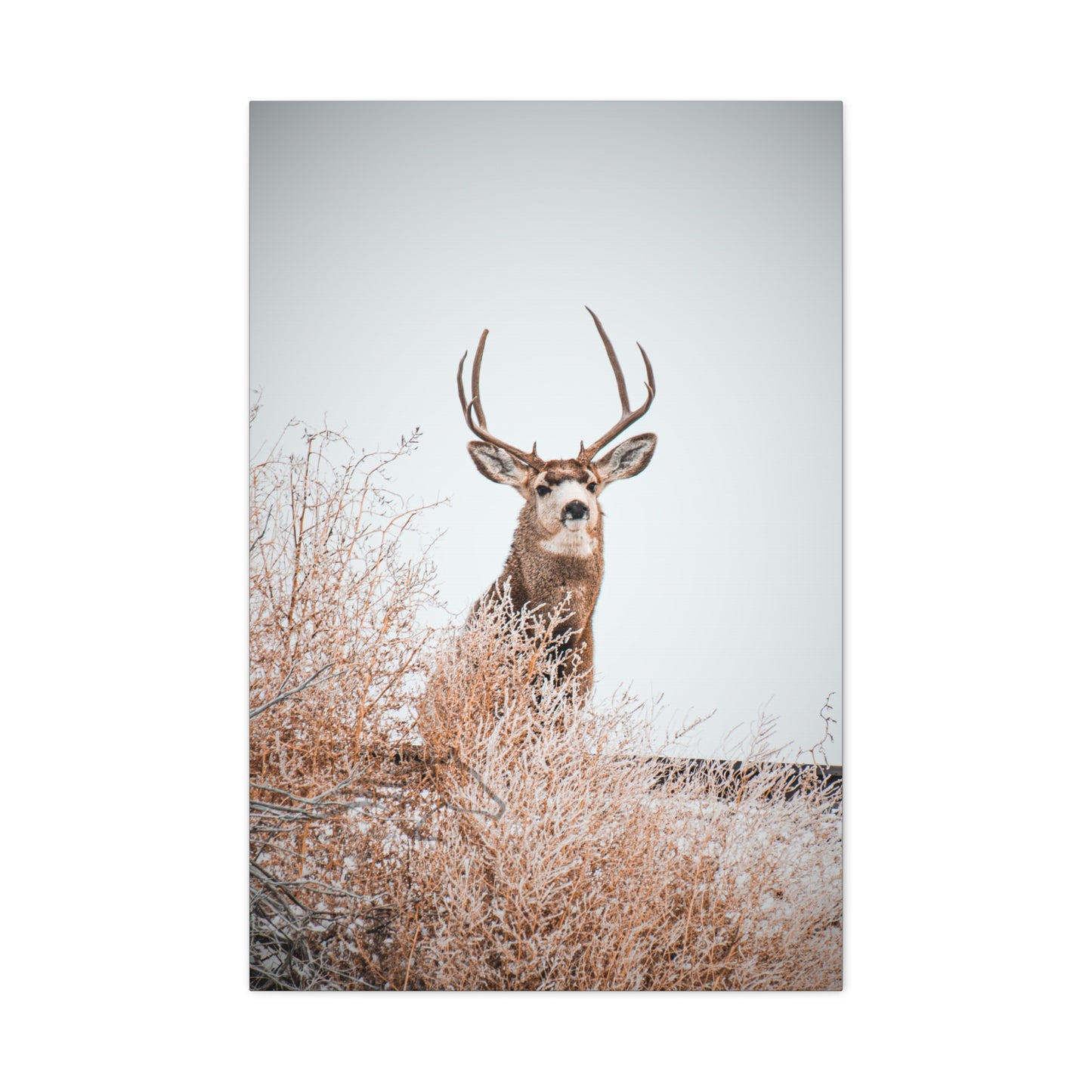Rustic Deer Canvas