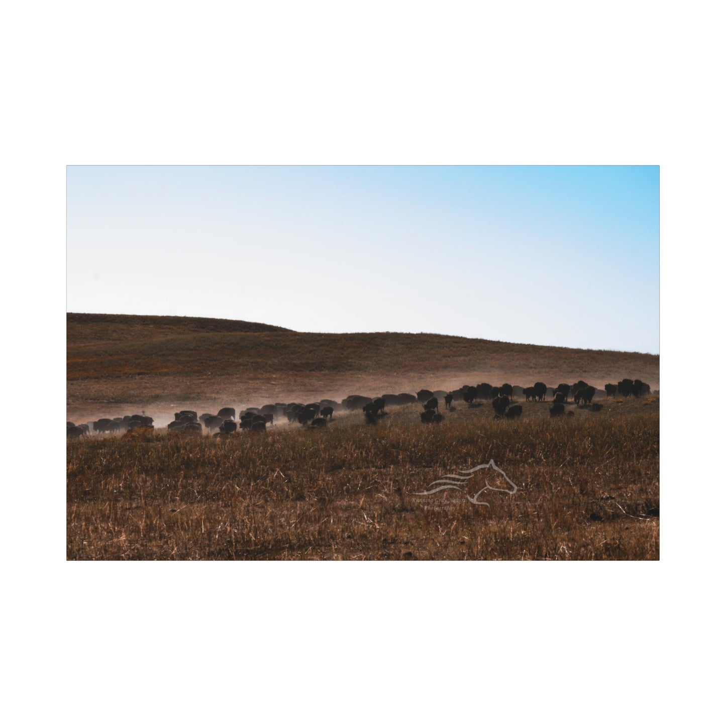 Buffalo Herd Canvas