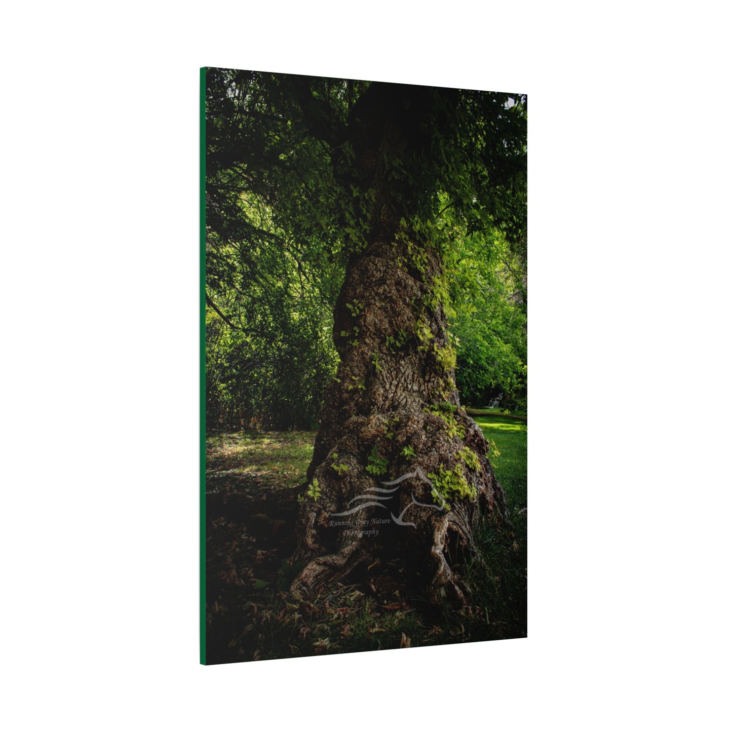 Natural Green Tree Canvas