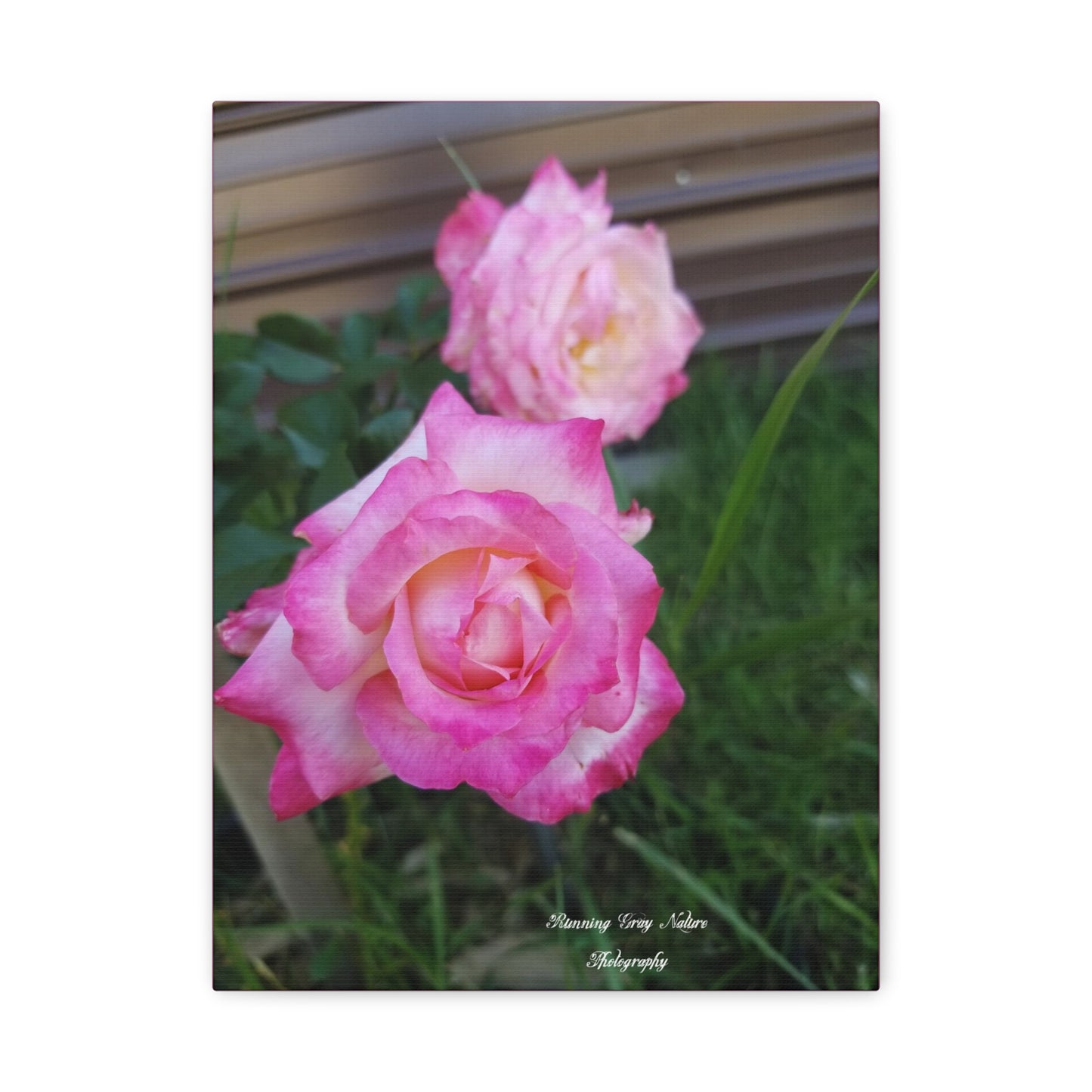 Pink Roses Matte Canvas, Stretched, 1.25"