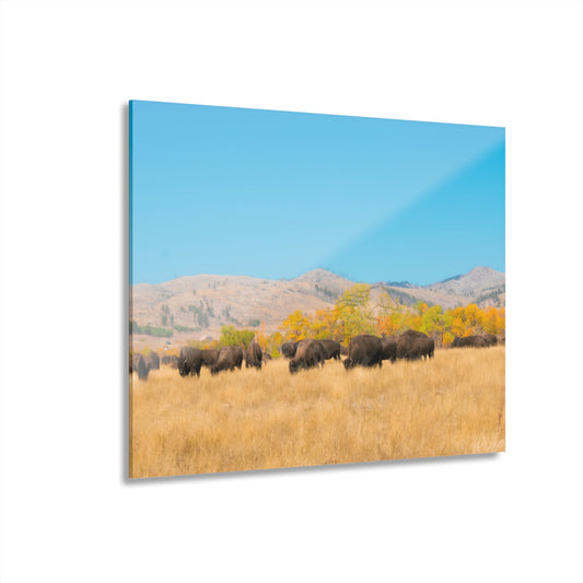 Resting after the Run Acrylic