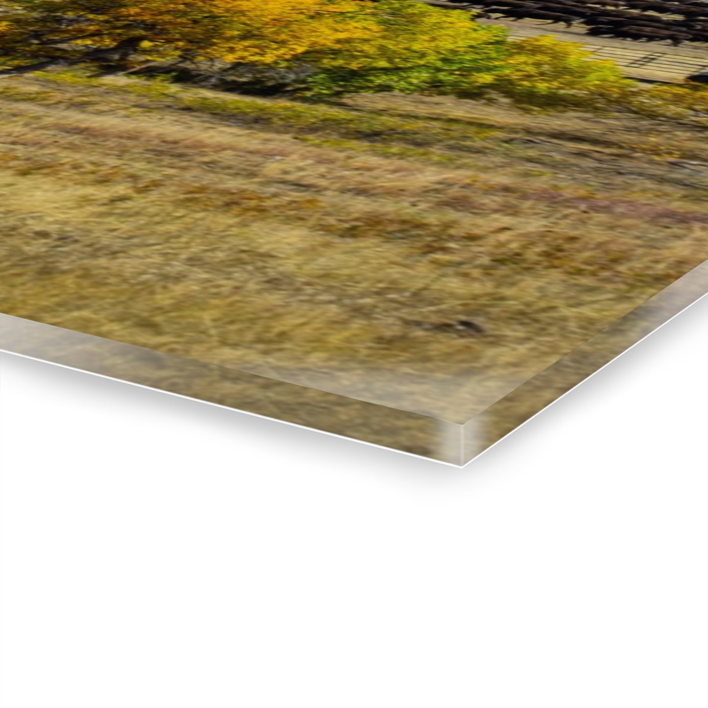 Final look Buffalo Round Up