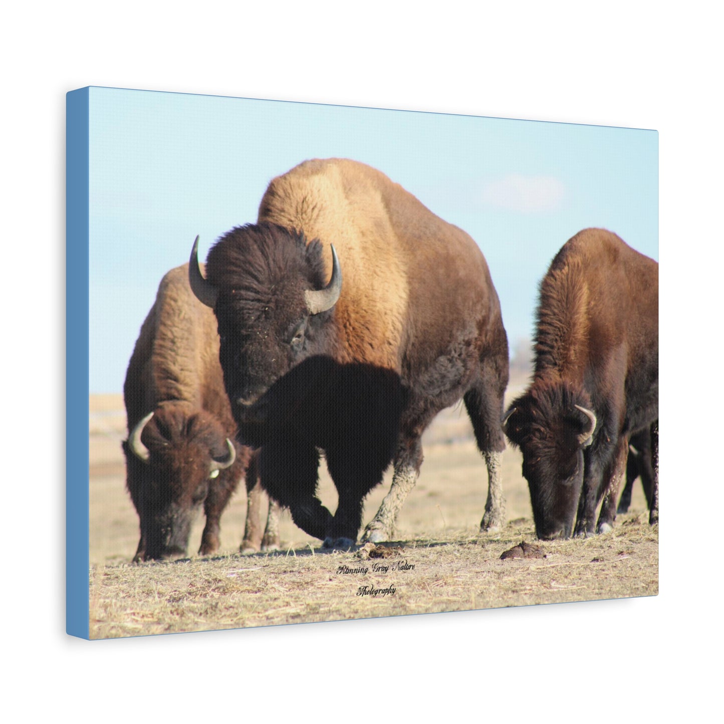 Buffalo Herd Matte Canvas, Stretched, 1.25"