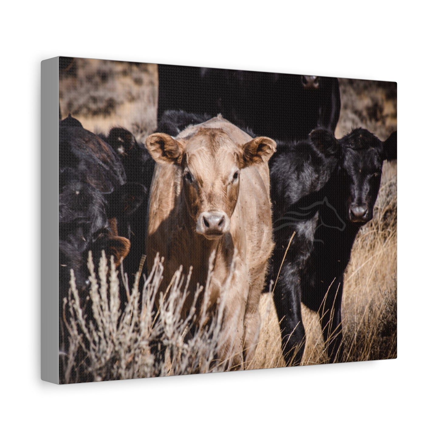 Baby Blonde Calf