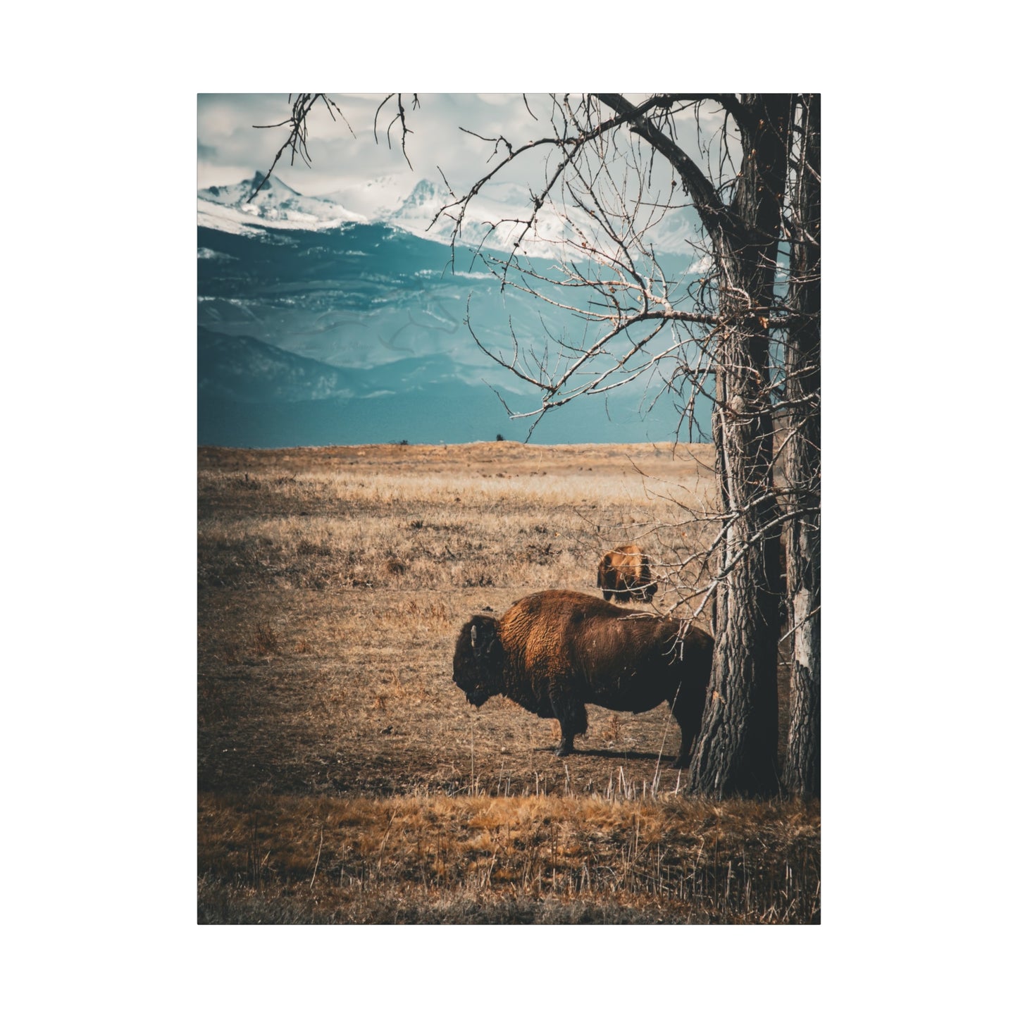 Rustic Bison Mountain Canvas