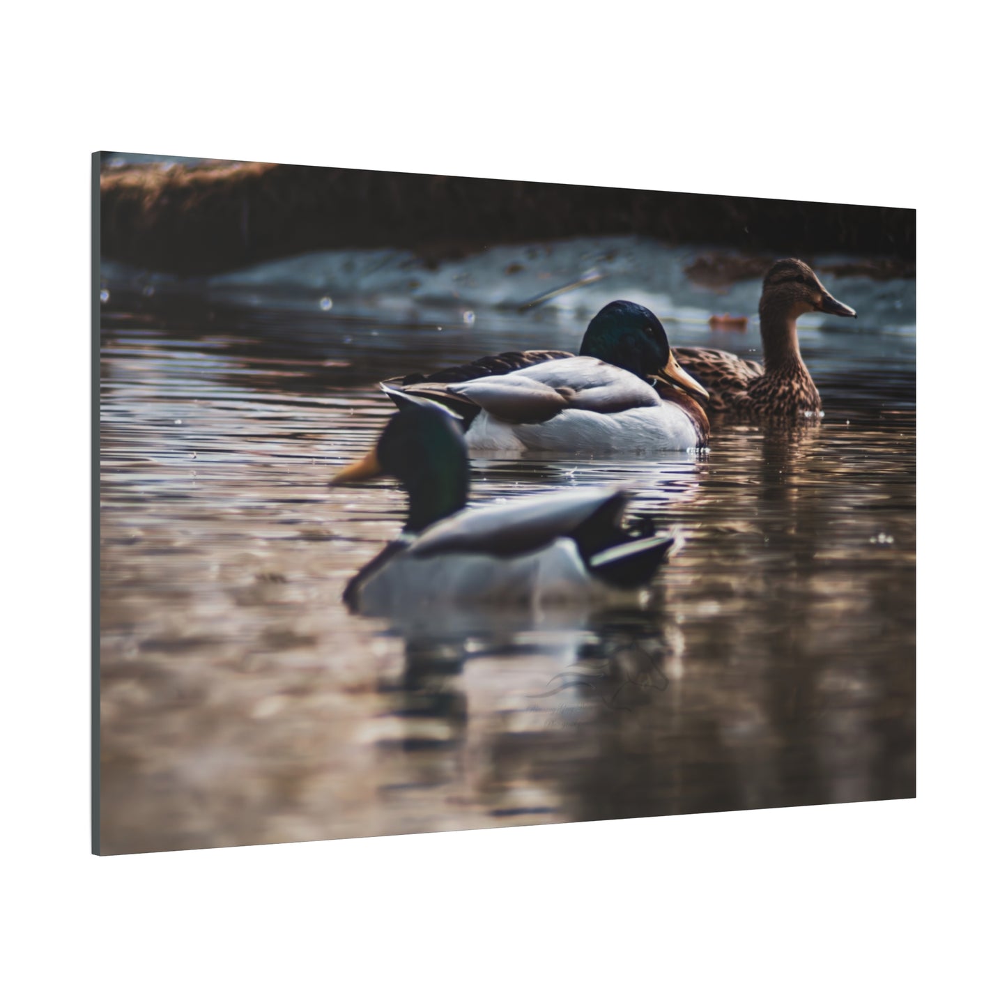 Mallard Ducks Canvas