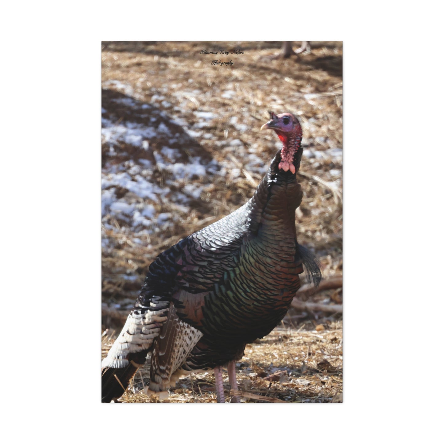 Colorful Turkey Matte Canvas, Stretched, 1.25"