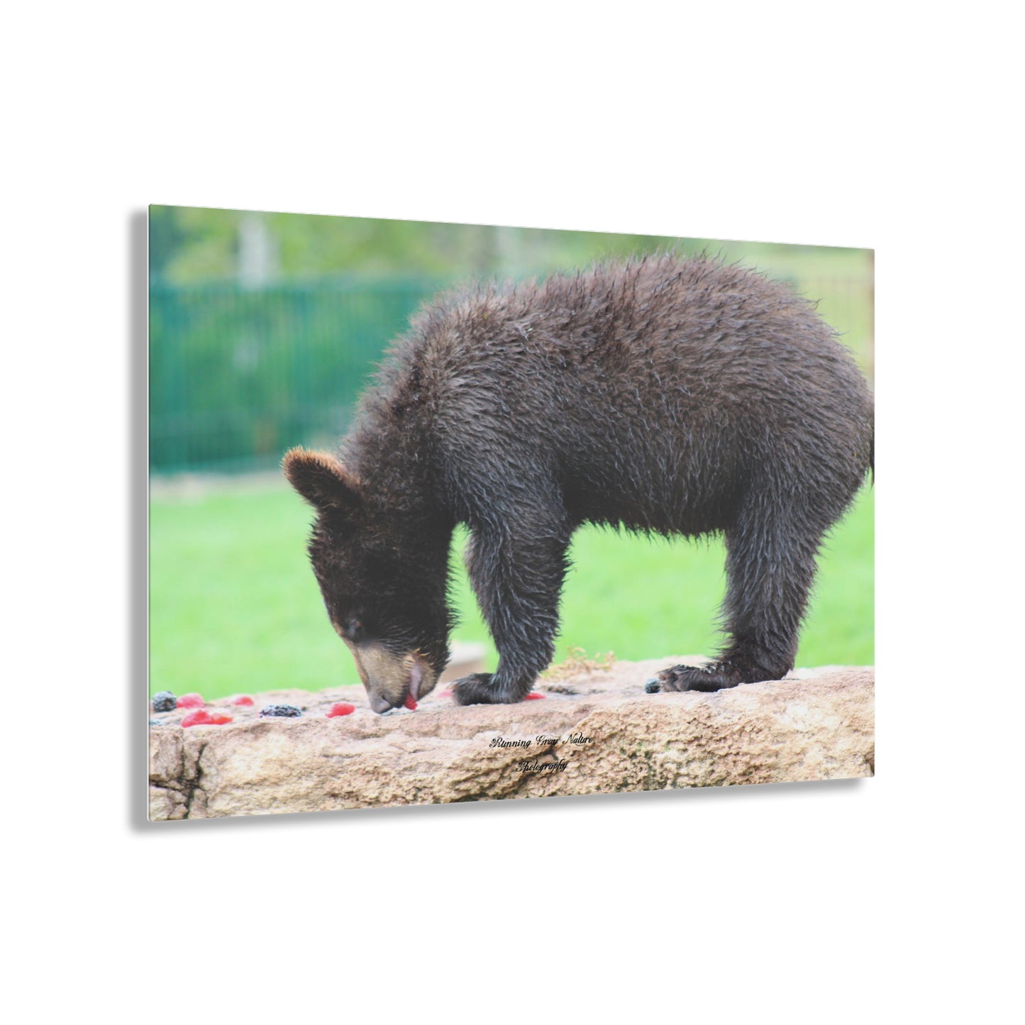 Strawberry Bear Acrylic Prints