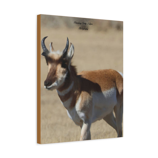 Wyoming Pronghorn Matte Canvas, Stretched, 1.25"