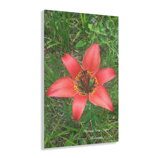 Red Tiger Lily Acrylic Prints