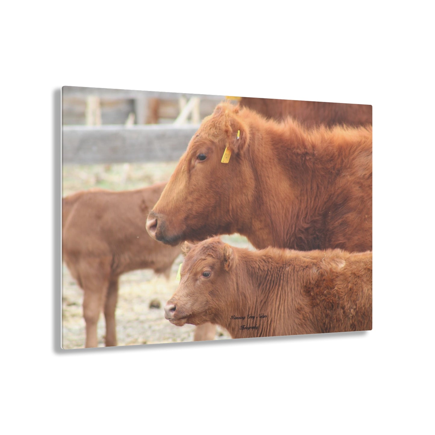 Momma and Baby Calf Acrylic Prints