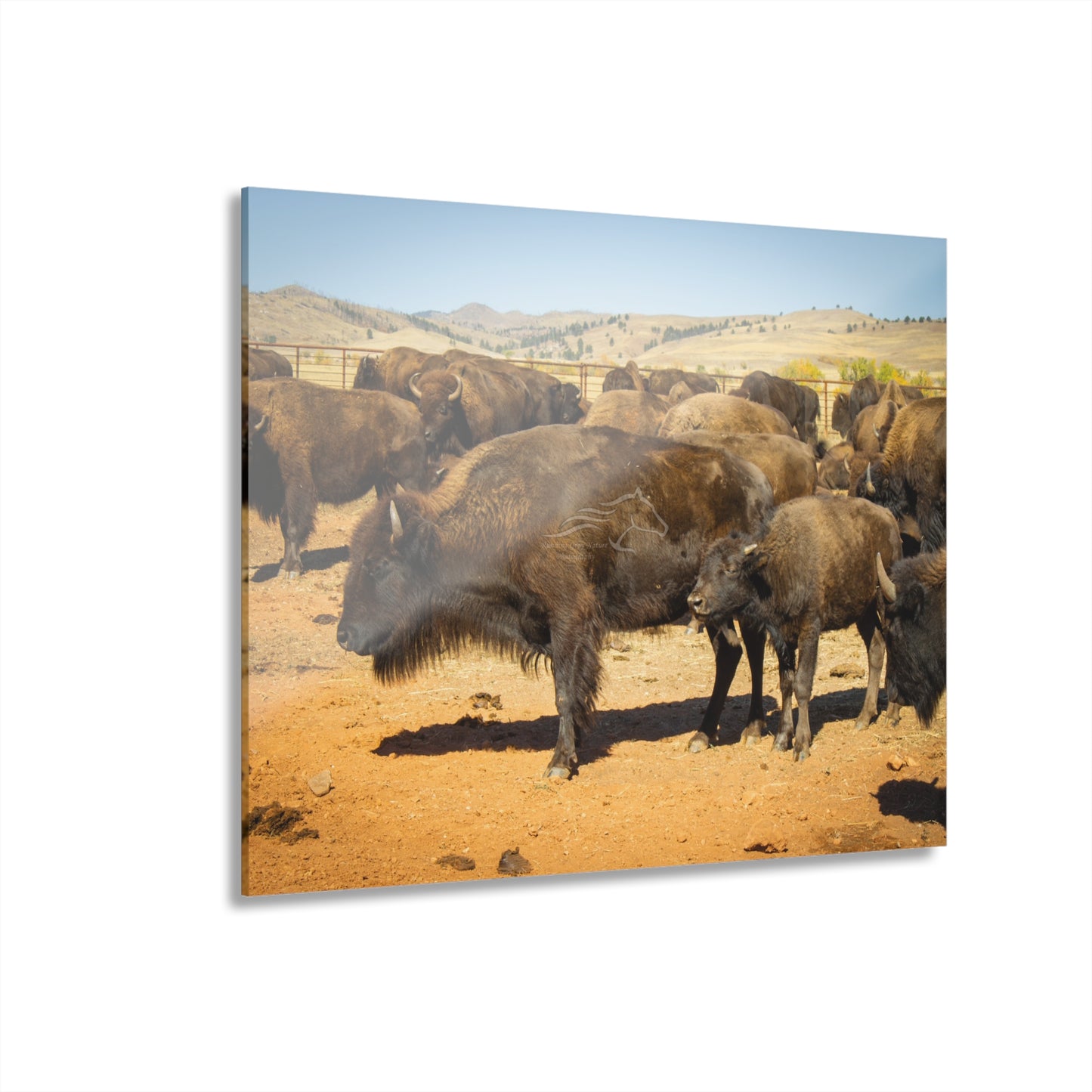 Momma and Baby Buffalo Acrylic