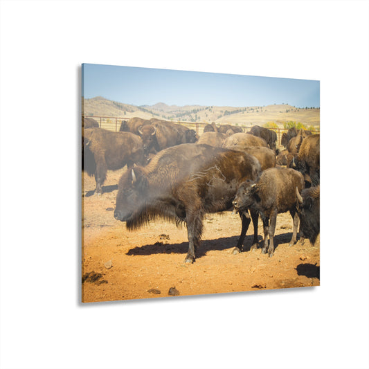 Momma and Baby Buffalo Acrylic