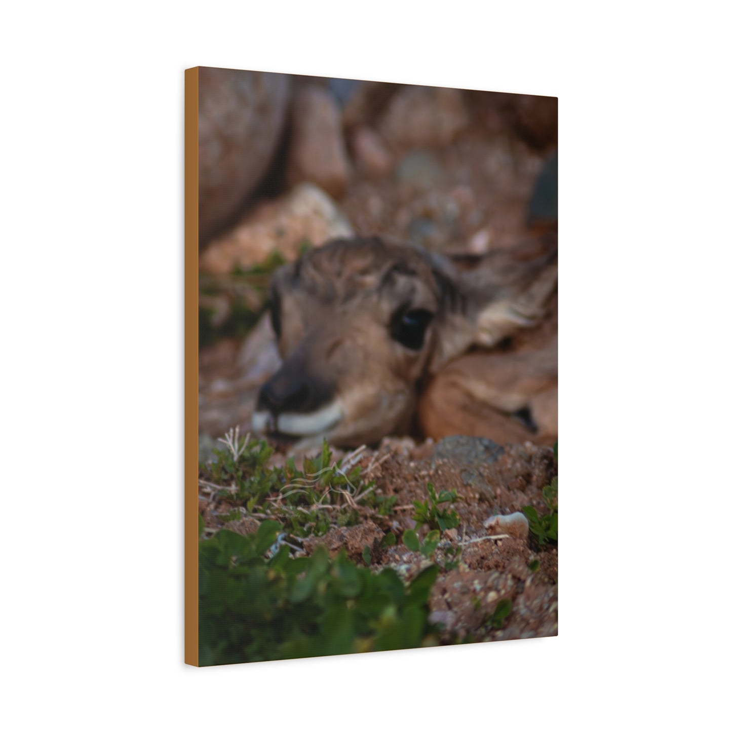 Gentle Antelope Fawn Canvas