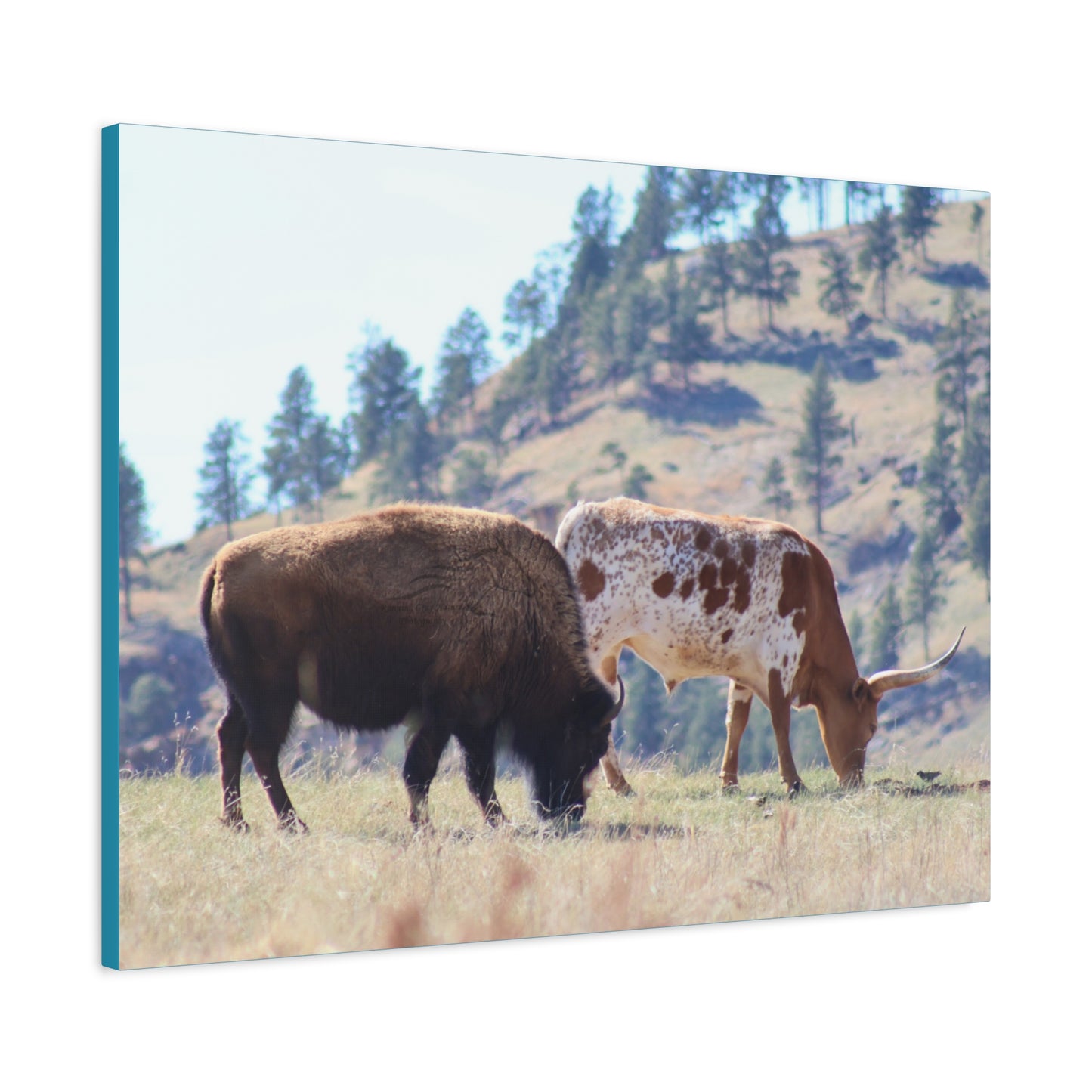 Long Horn and Buffalo Canvas