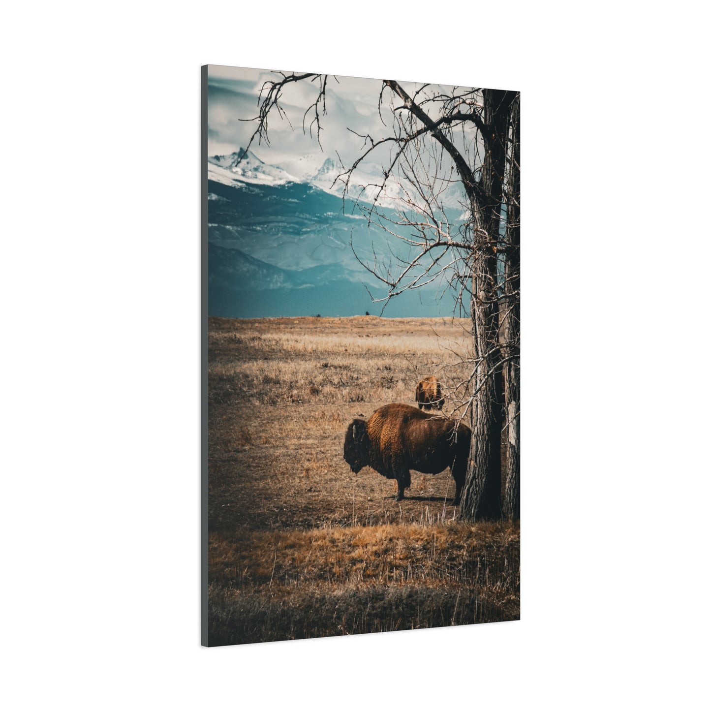 Rustic Bison Mountain Canvas