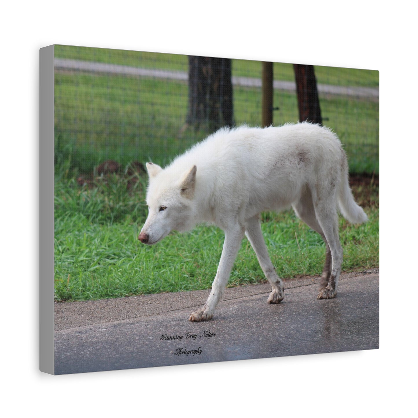 White Wolf Matte Canvas, Stretched, 1.25"