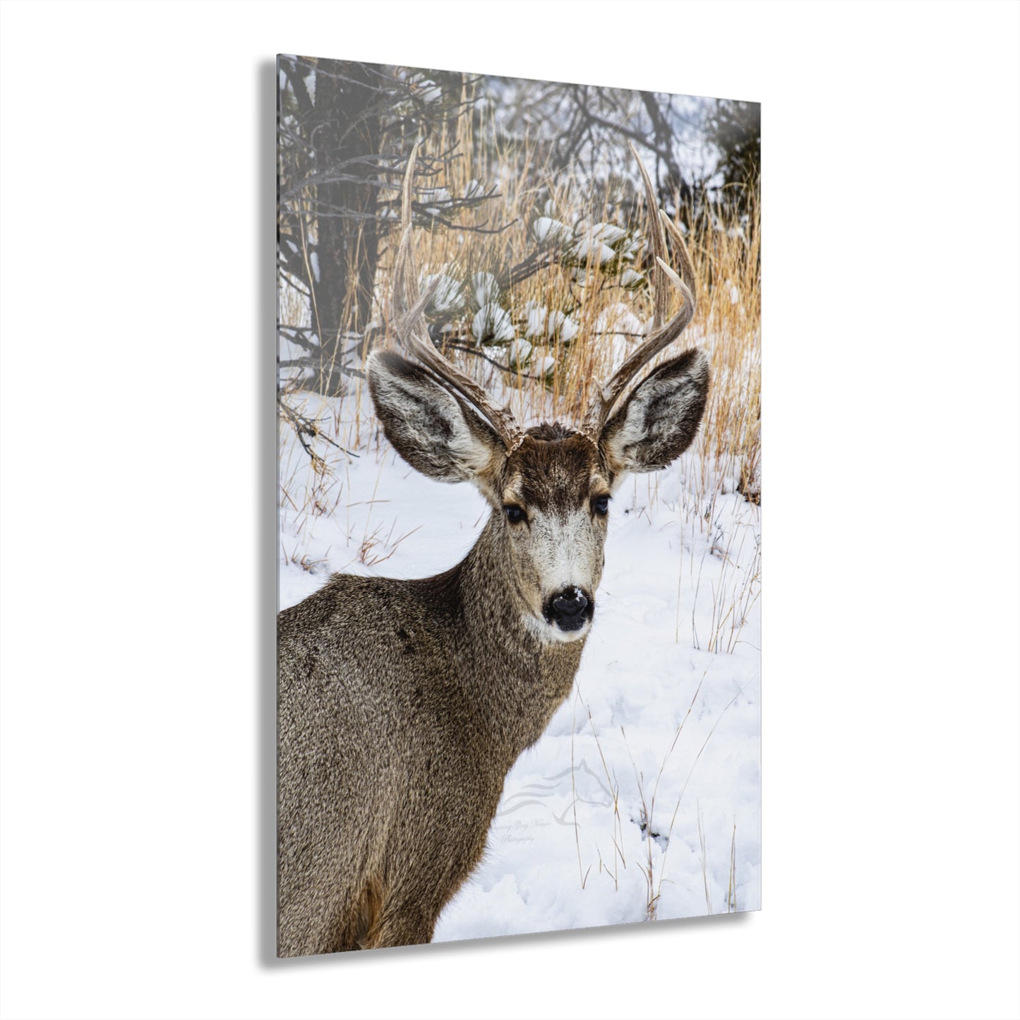 Deer Antlers in February Acrylic