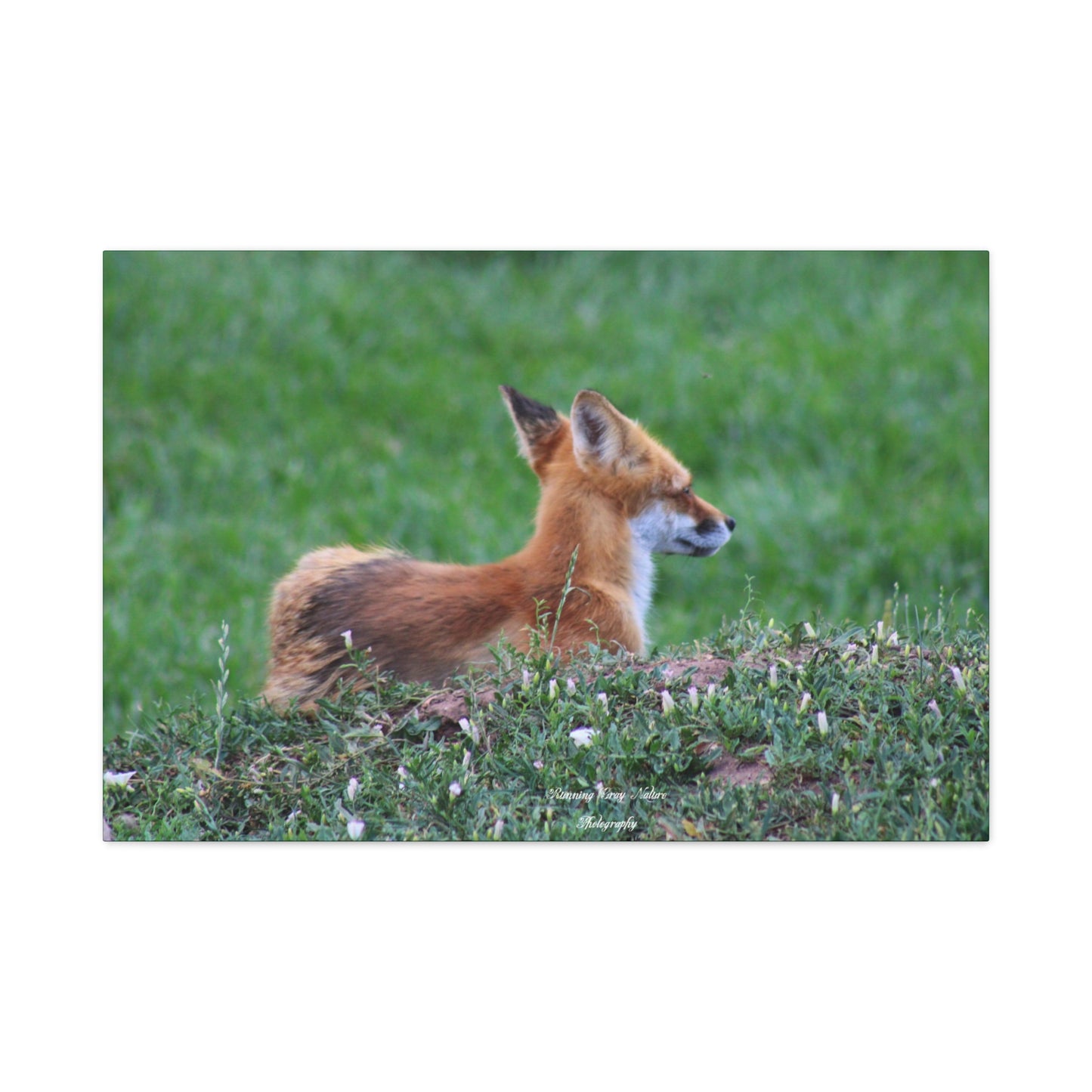 Red Tail Fox Matte Canvas, Stretched, 1.25"