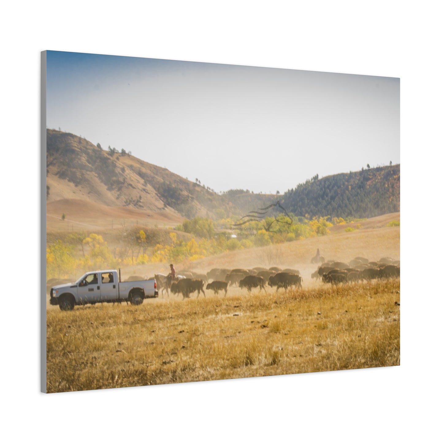 Trucks in the Buffalo Round Up