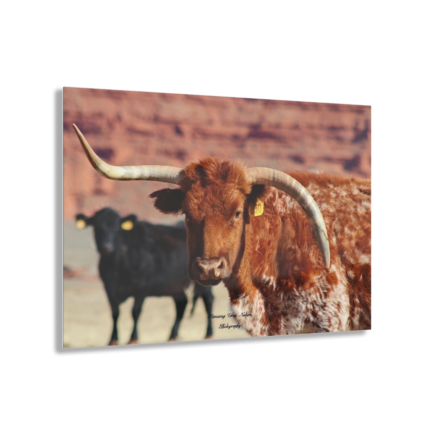 Mismatch Long Horn Acrylic Prints