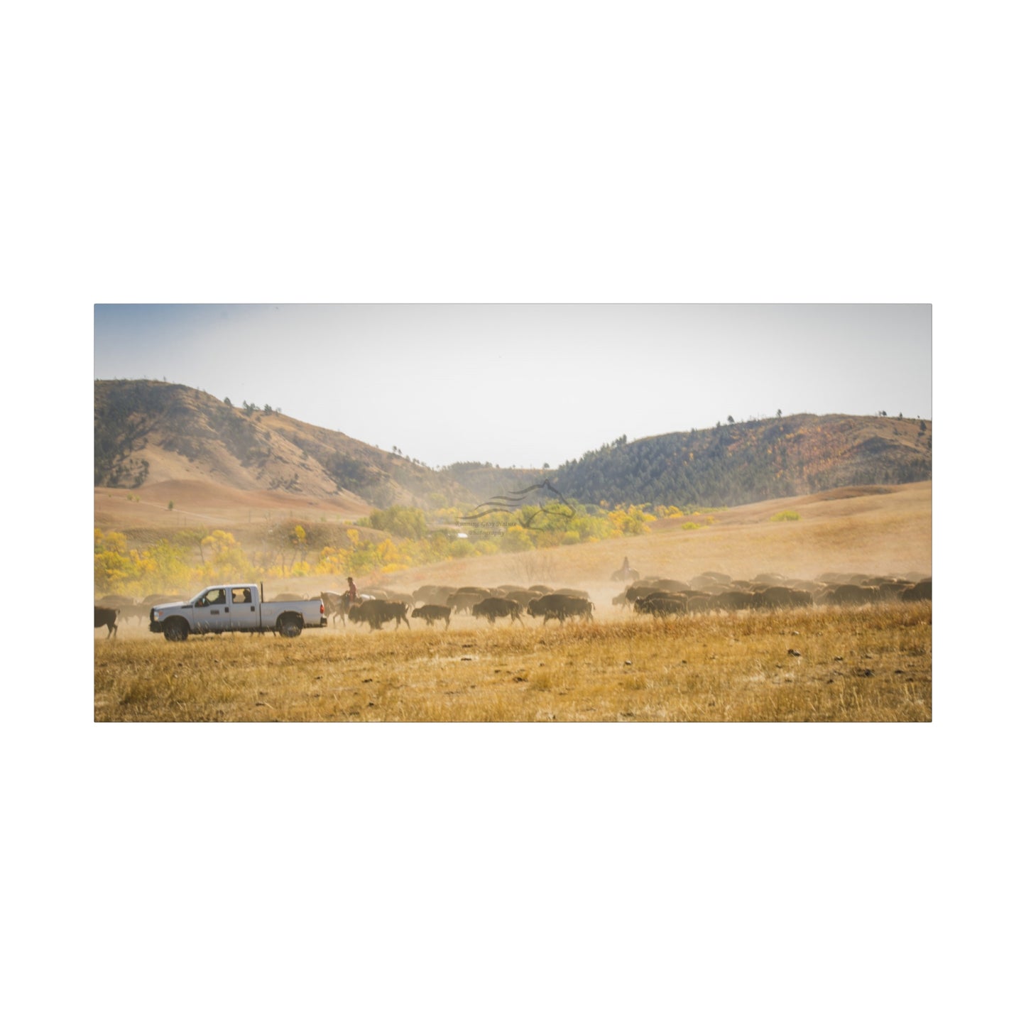 Trucks in the Buffalo Round Up