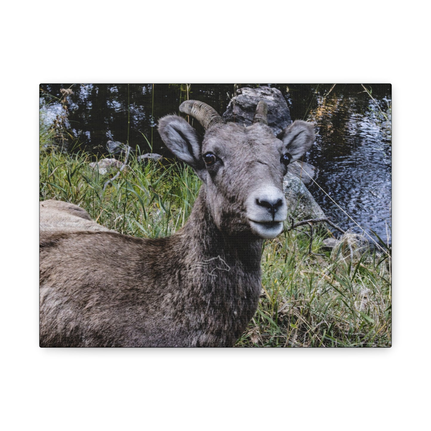 Big Horn Sheep Canvas