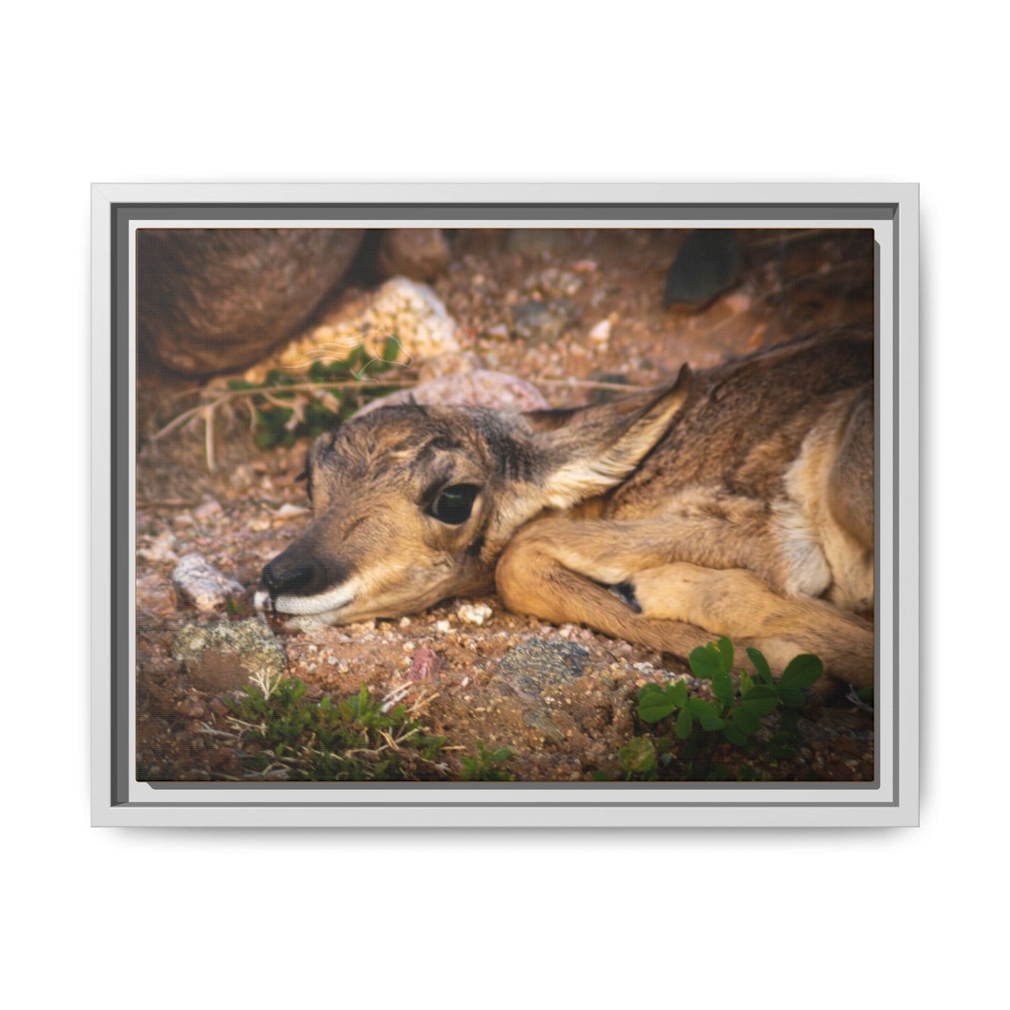 Baby Antelope Framed Canvas