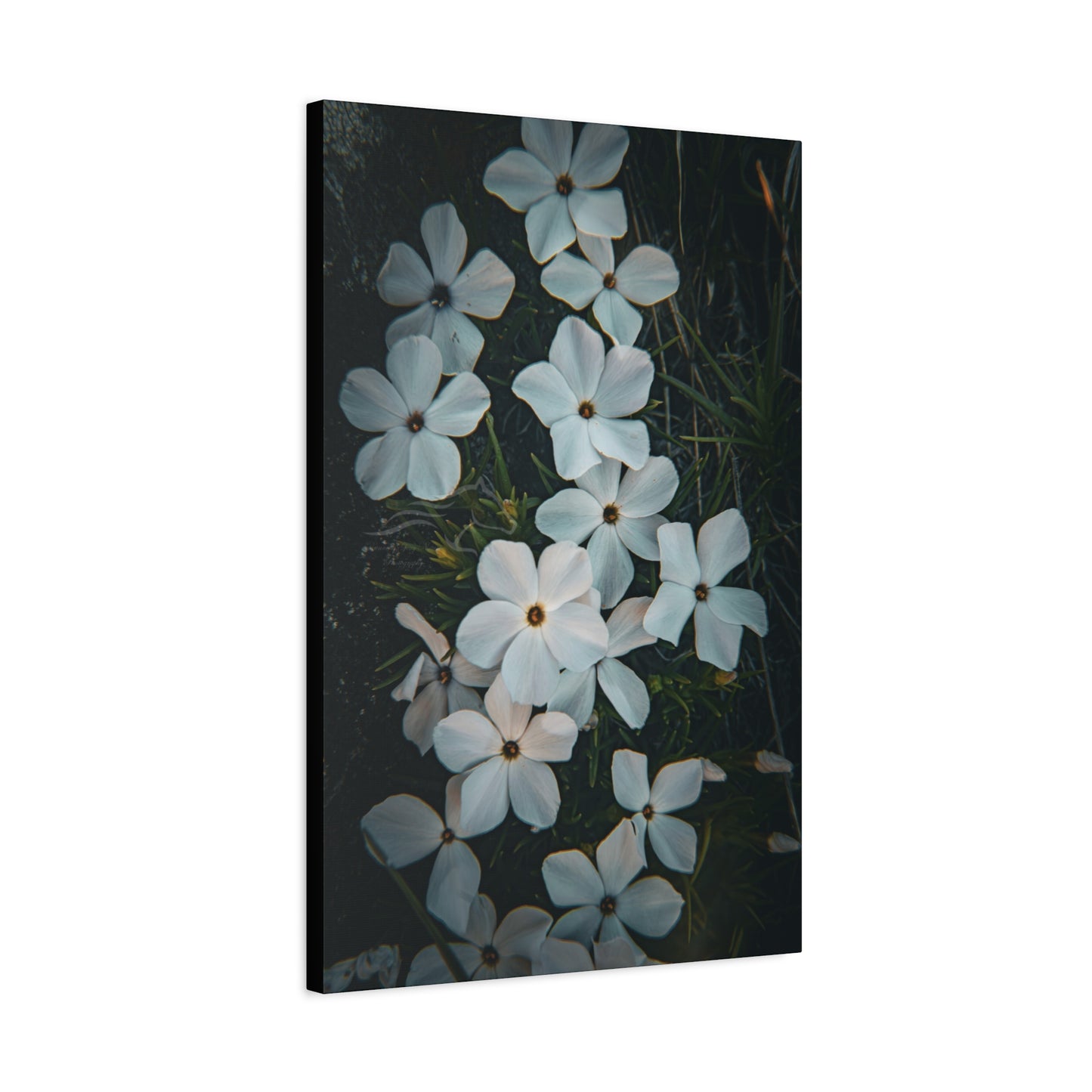 Rock Jasmine Canvas