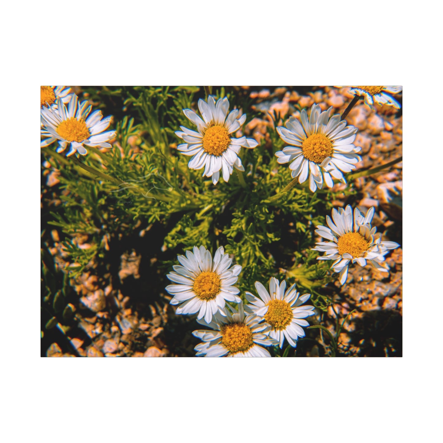 Wild Daisy Canvas