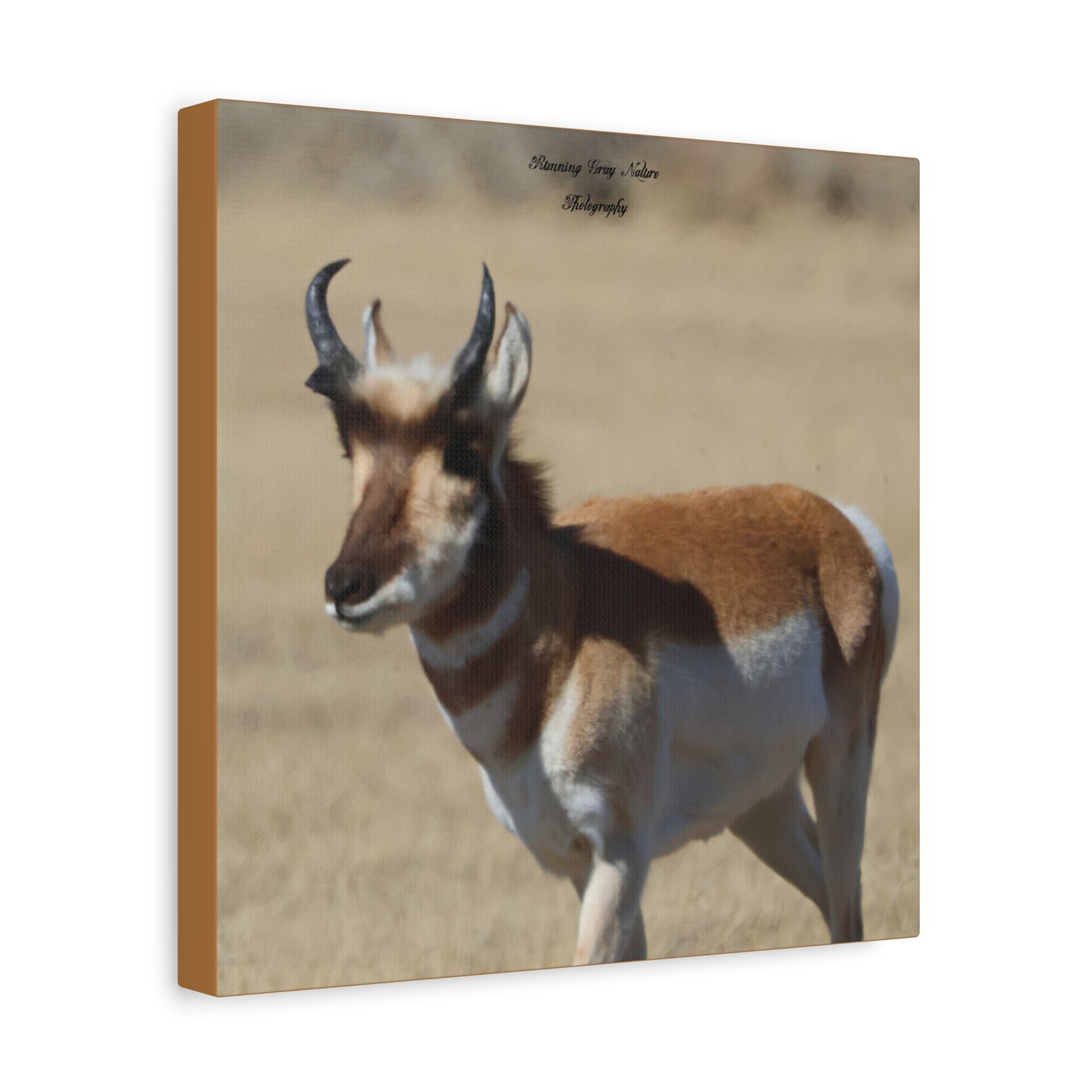 Wyoming Pronghorn Matte Canvas, Stretched, 1.25"