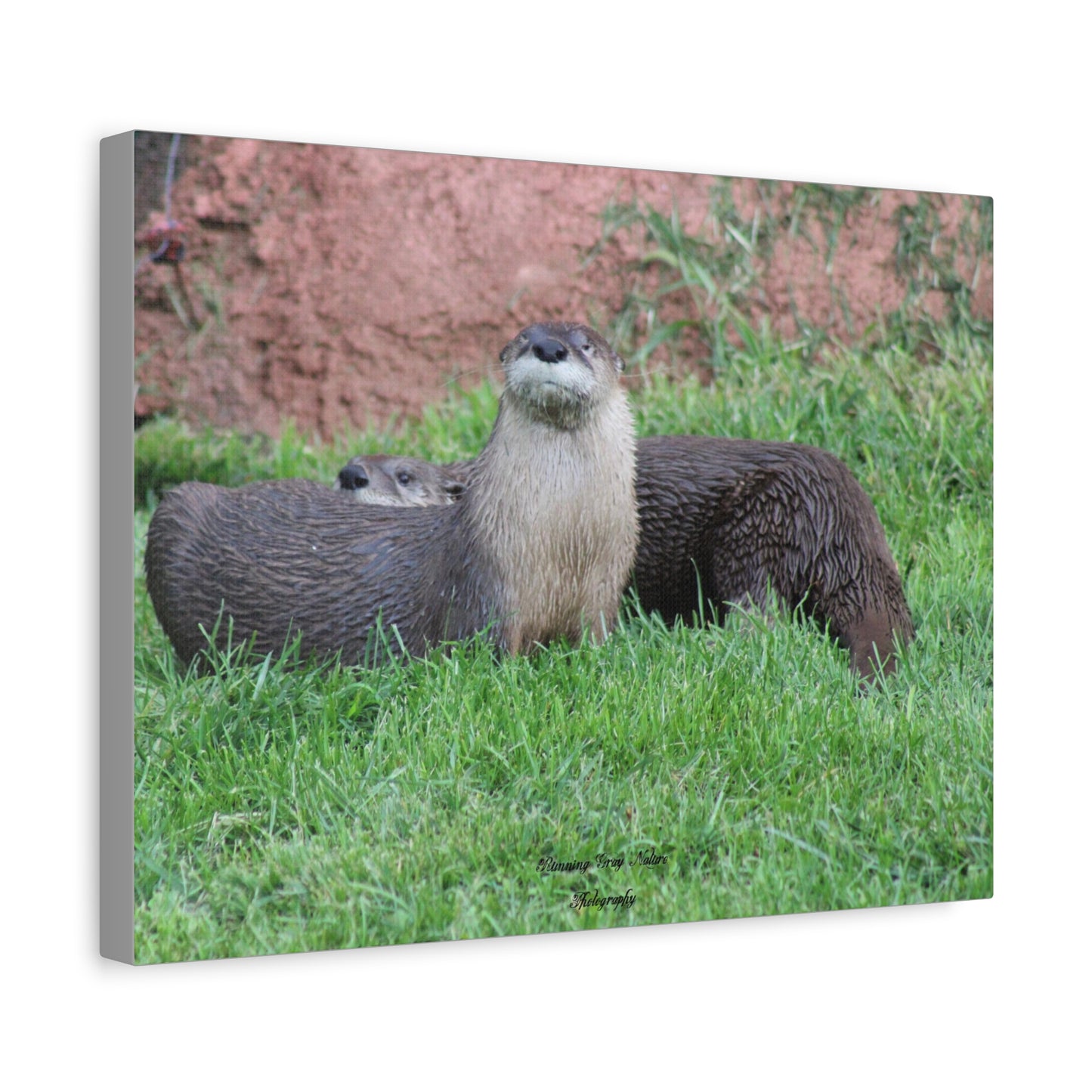 Otter Matte Canvas, Stretched, 1.25"