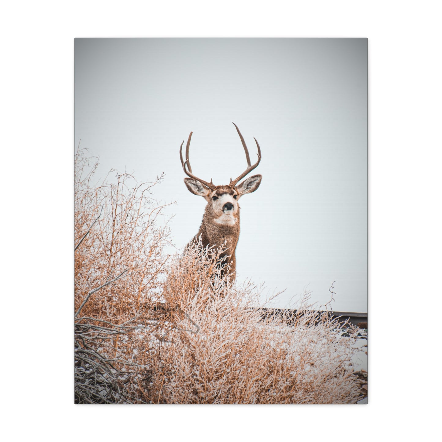 Rustic Deer Canvas