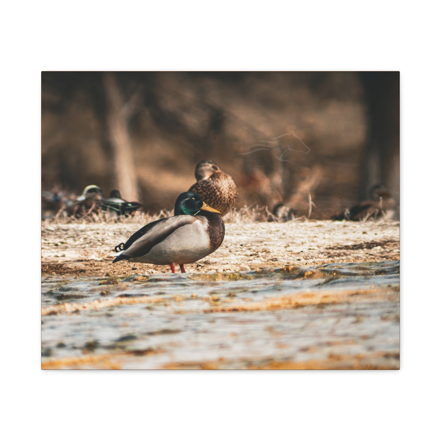 Nature-Inspired Duck Canvas