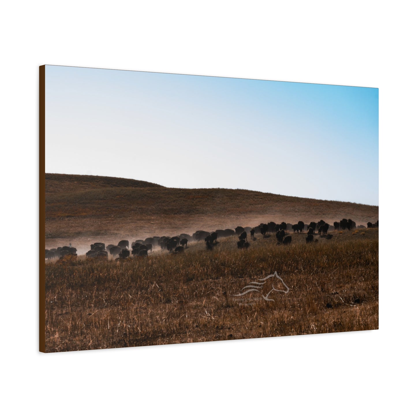 Buffalo Herd Canvas
