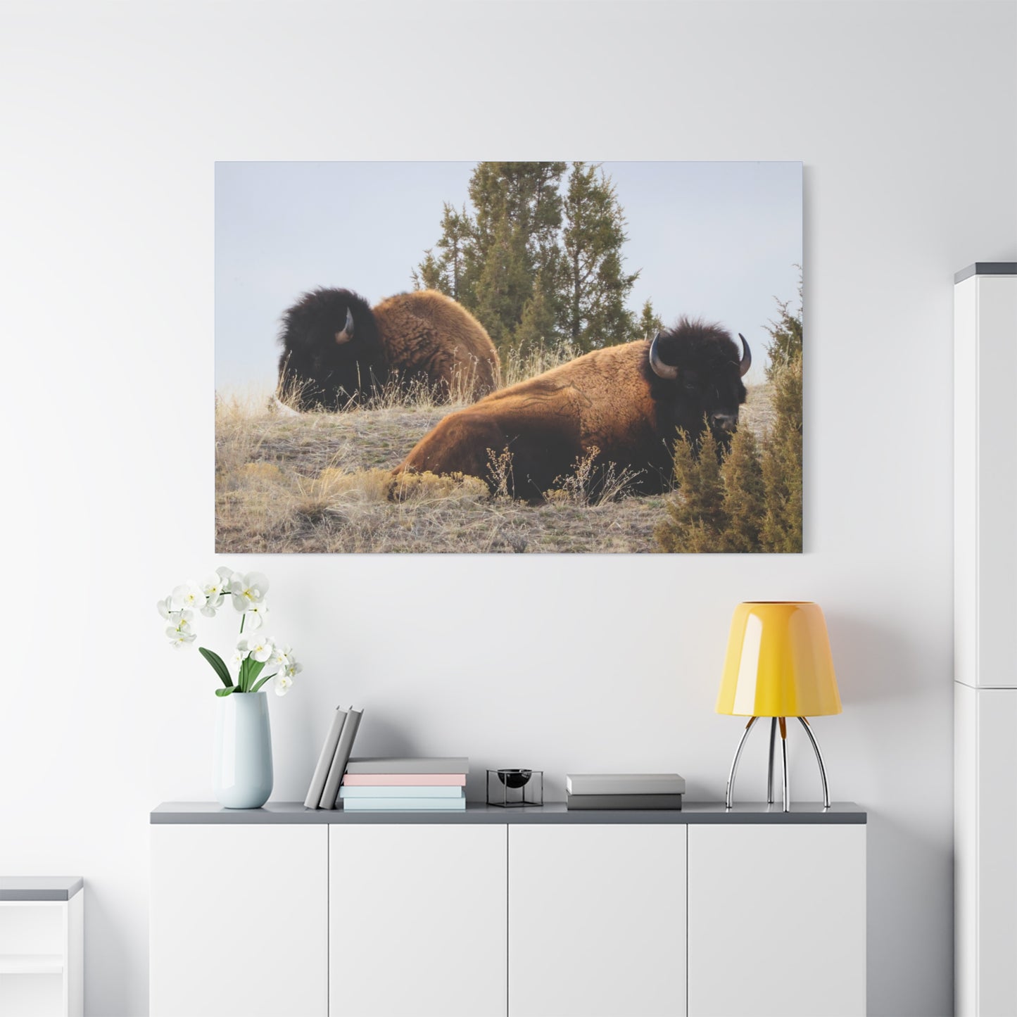 Two Bull Buffalo Canvas