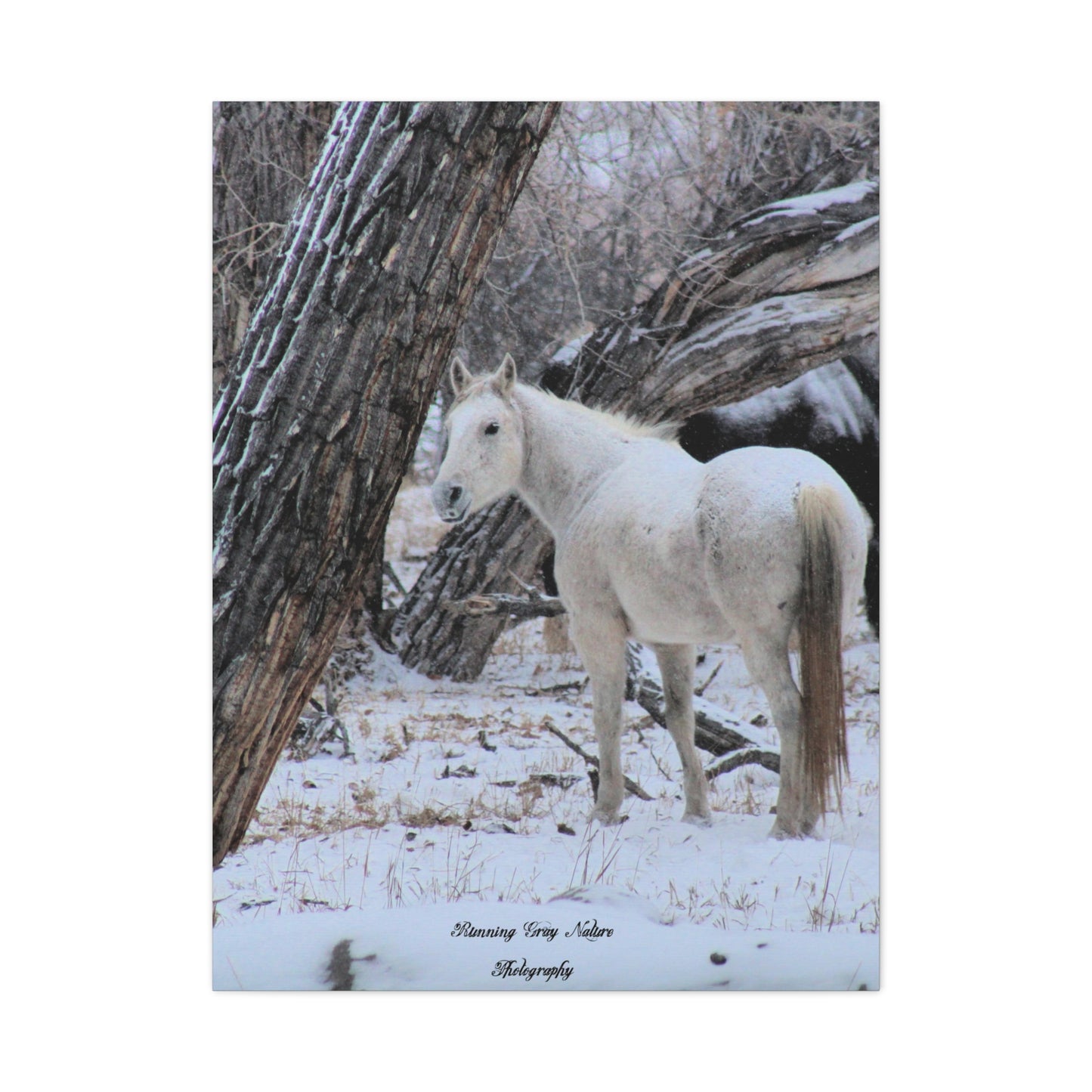 Winter White Horse Matte Canvas, Stretched, 1.25"