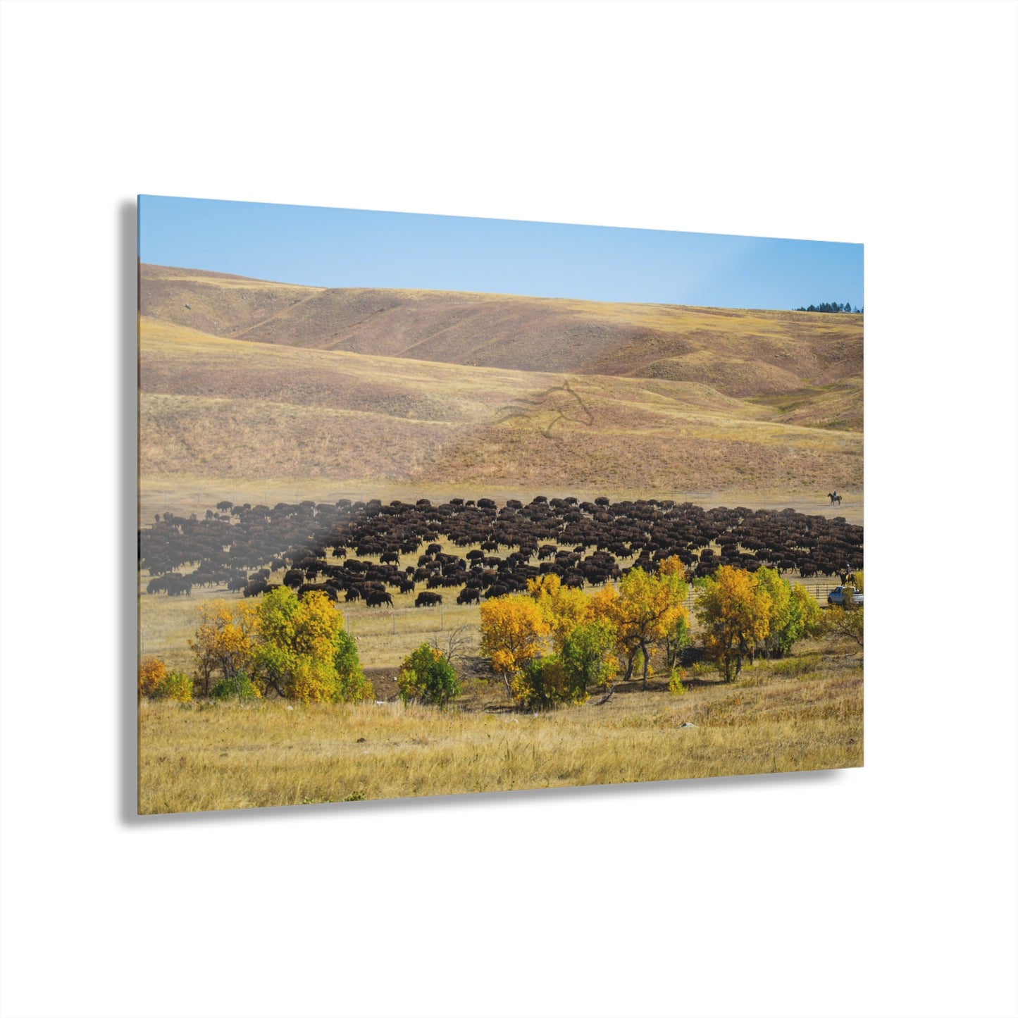 Final look Buffalo Round Up