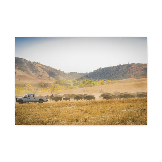 Trucks in the Buffalo Round Up