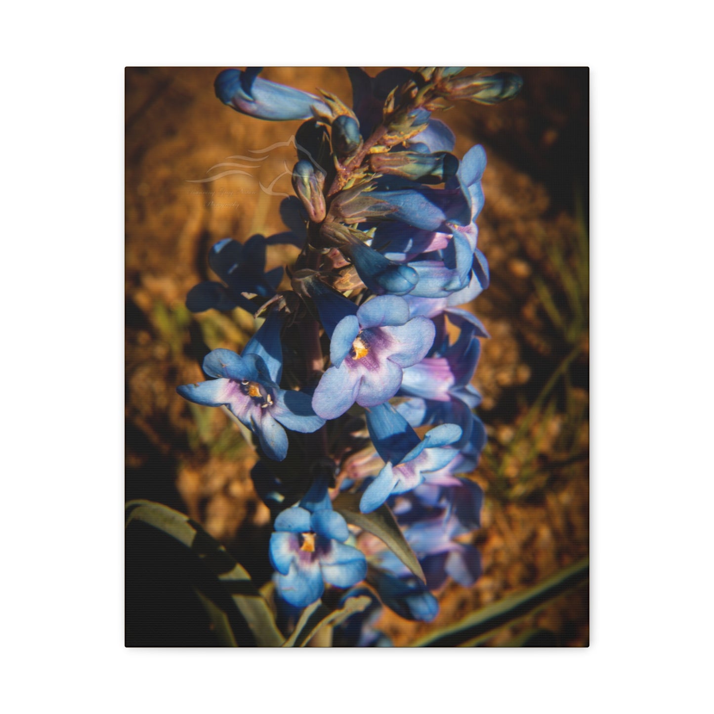 Showy Penstemon Canvas