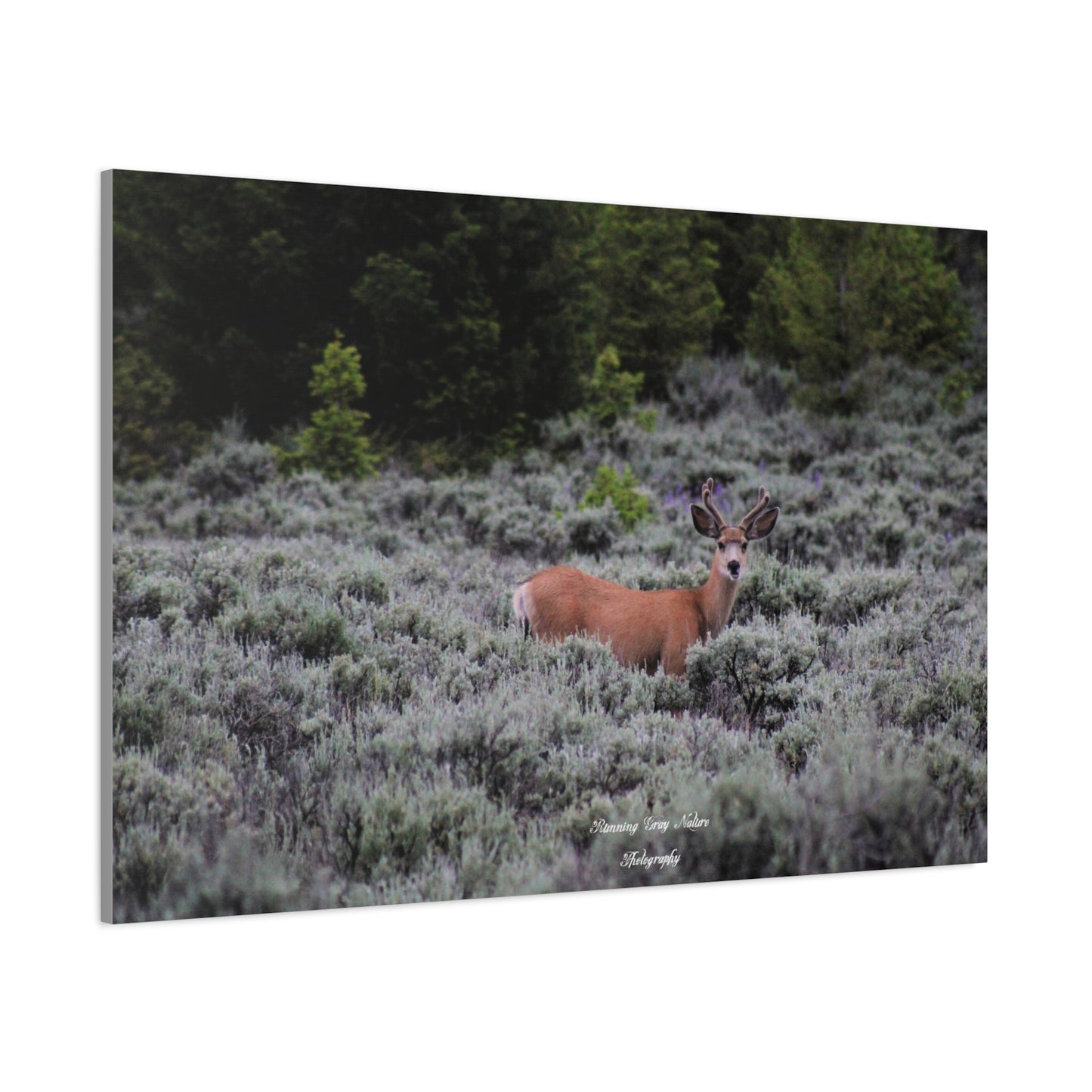 Wyoming Deer Matte Canvas, Stretched, 1.25"