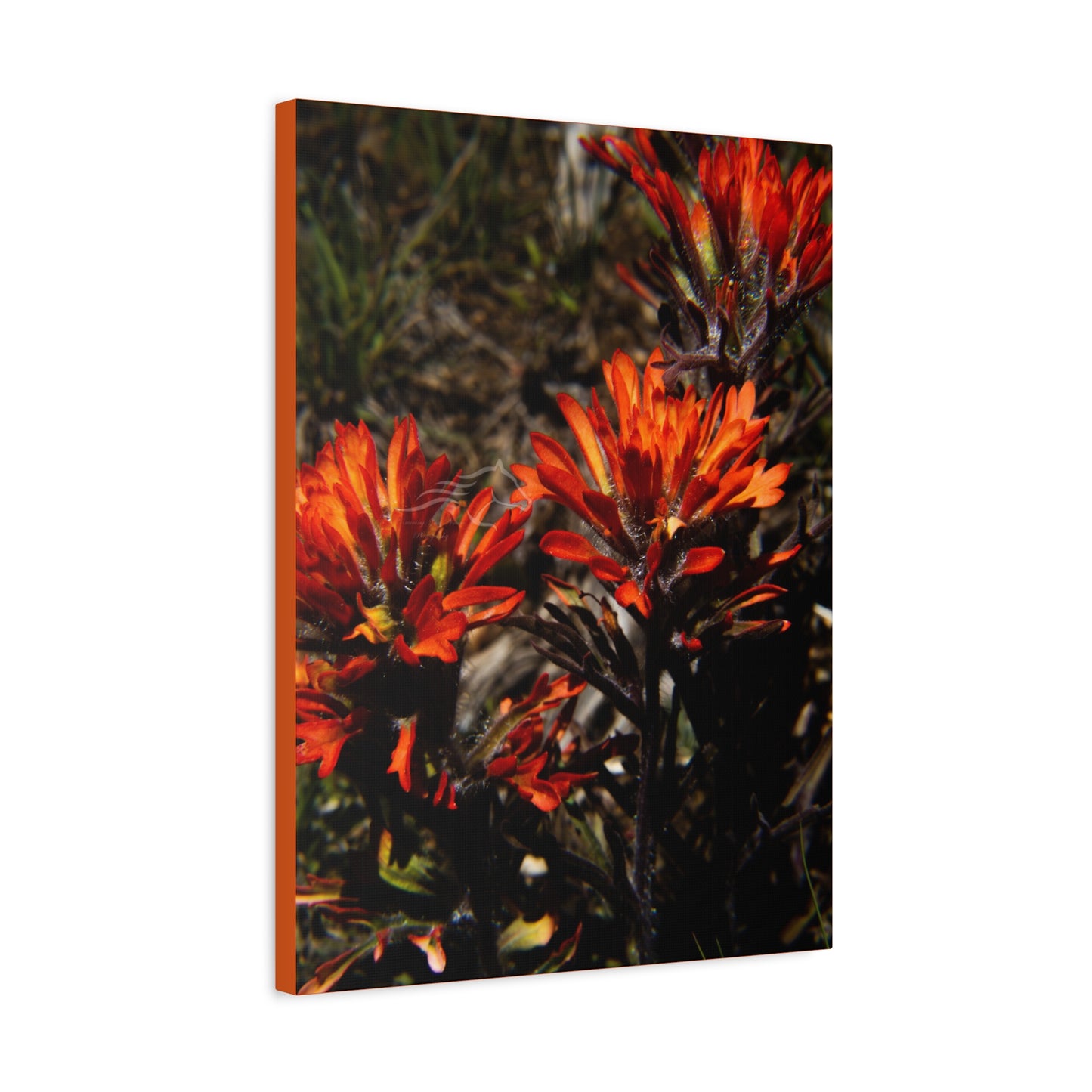 Indian Paint Brush Canvas
