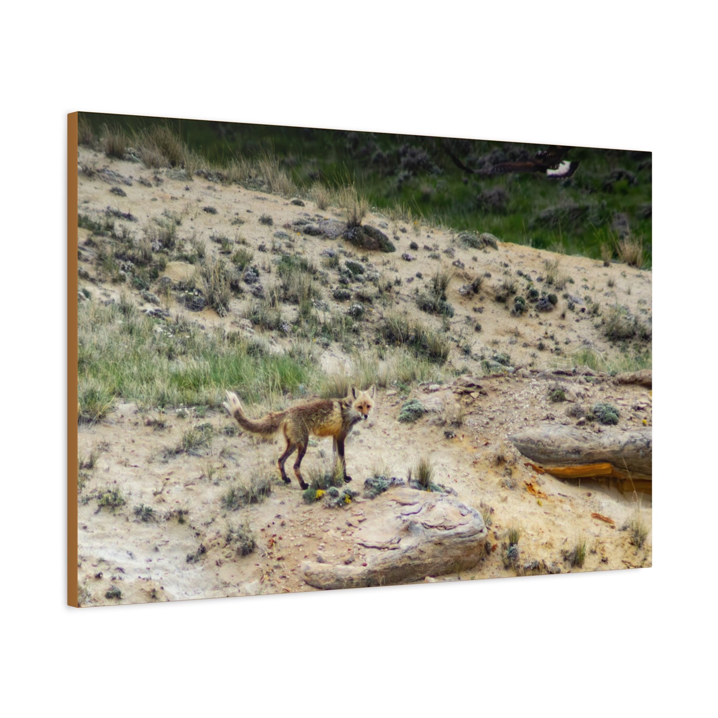 Swift fox and an Eagle