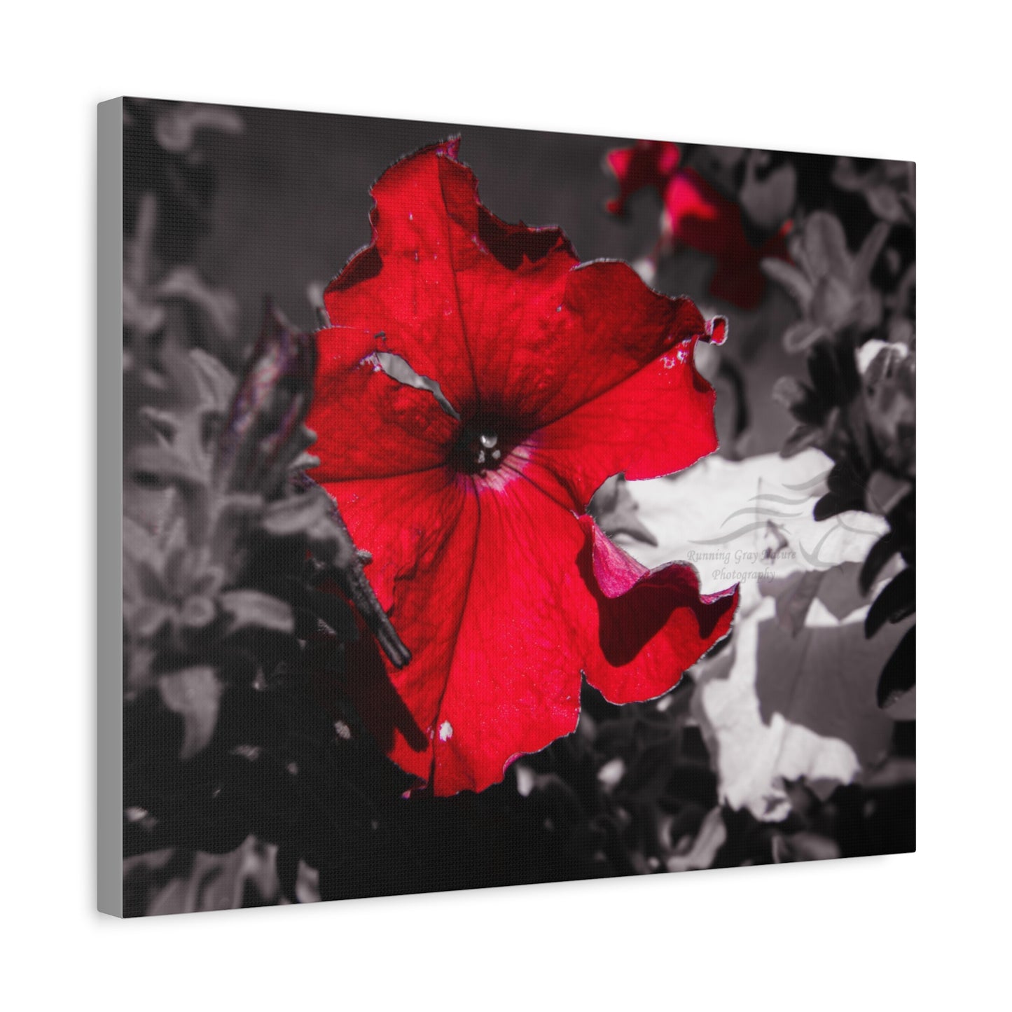 Black and Red Flower Canvas