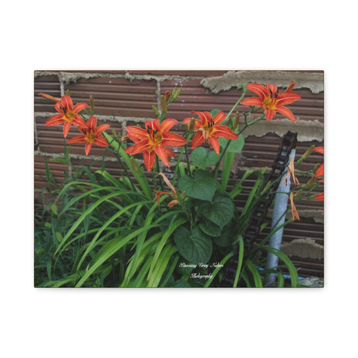 Orange Tiger Day Lily Matte Canvas, Stretched, 1.25"